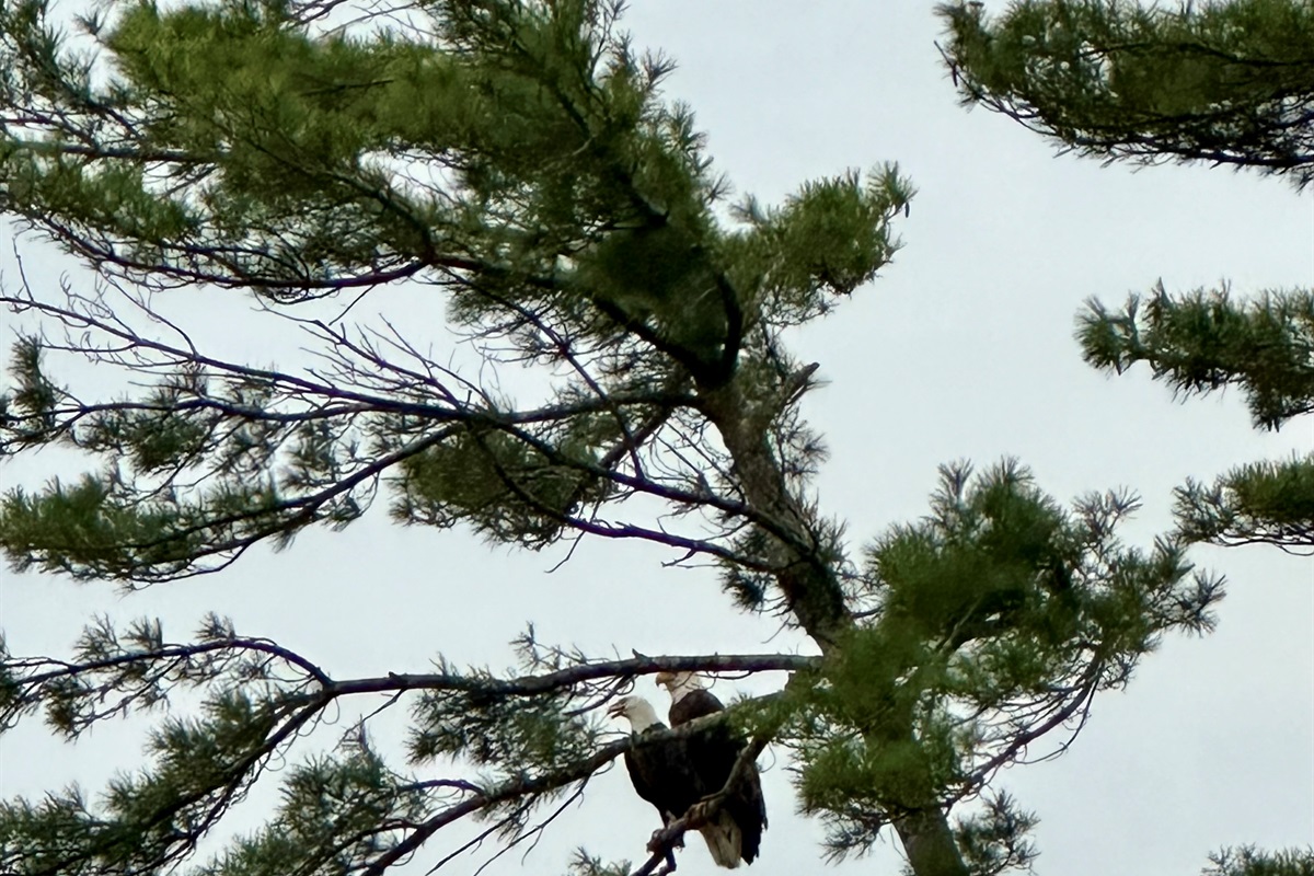 Pair of Bald Eagles at Casa Bella