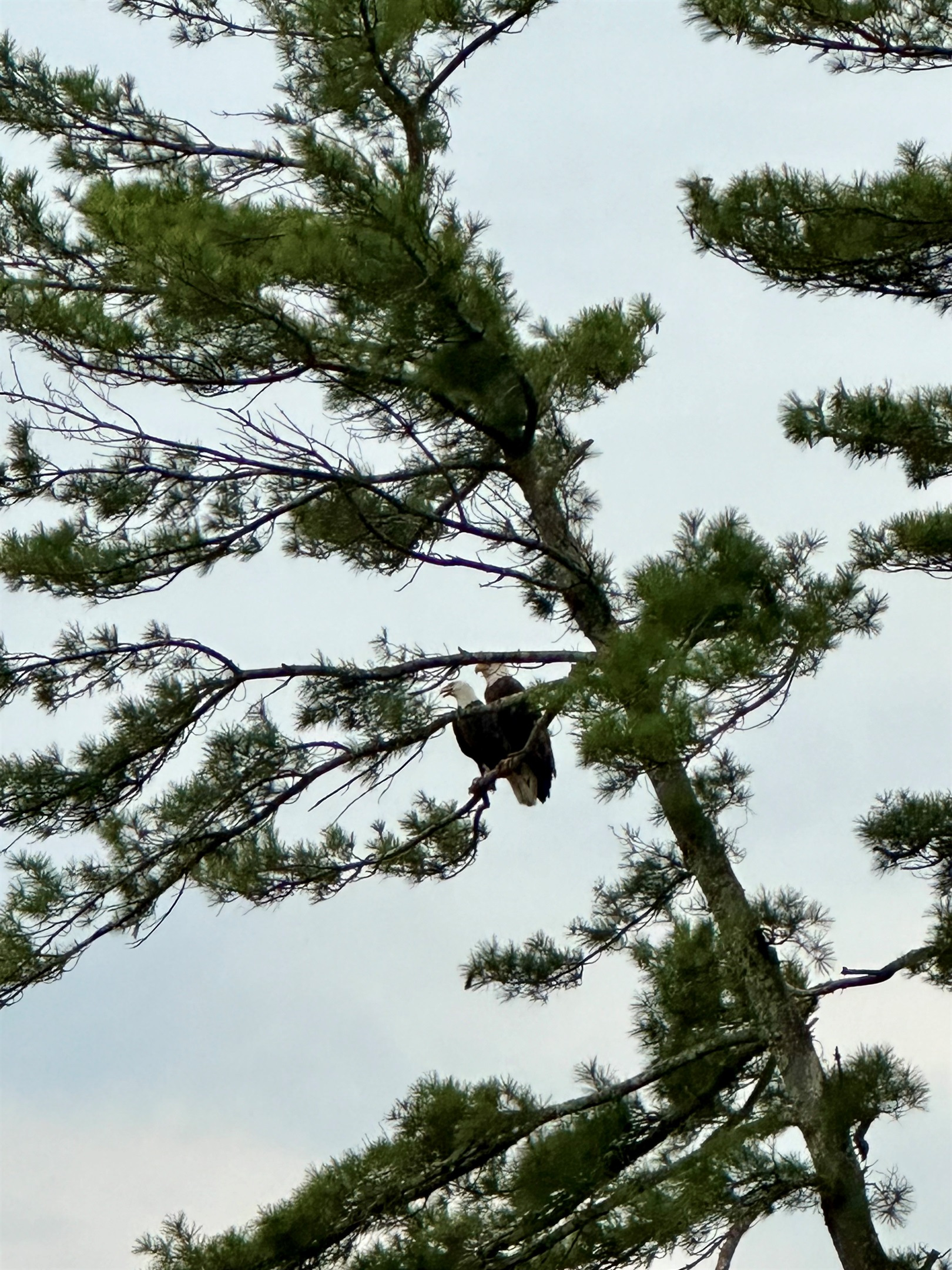 Pair of Bald Eagles at Casa Bella