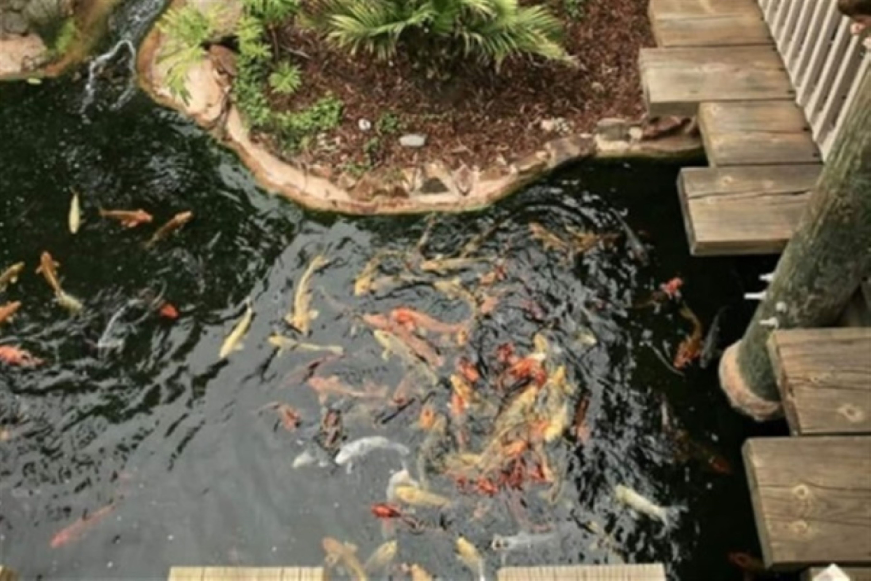Feed the giant koi from the lagoon boardwalk using the 25-cent pellet dispenser