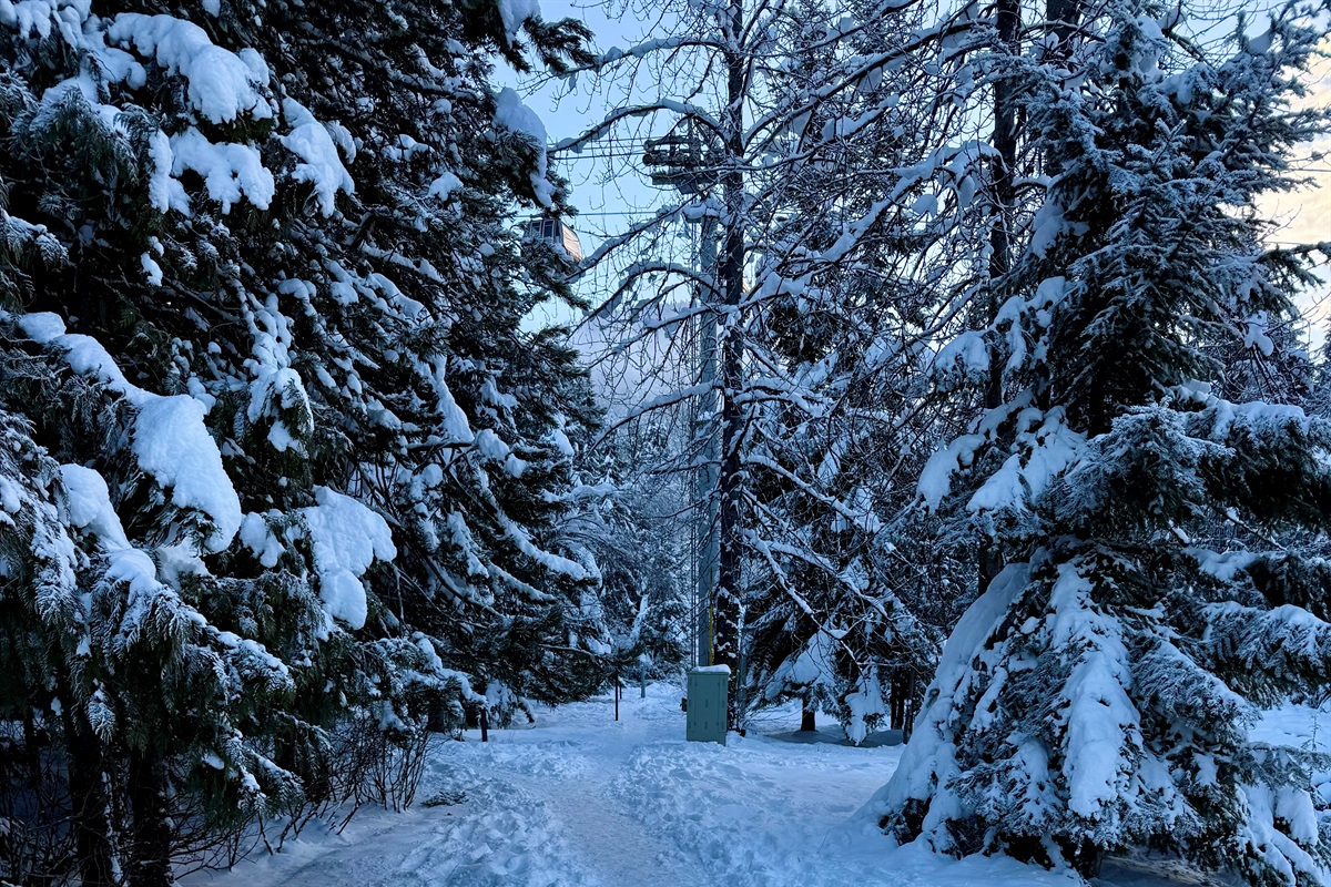 Ski home from Blackcomb -  the last section of your ski home trail weaves along the Fitzsimmons Creek before coming to rest at Blackcomb Way where you will need to take off your skis for the final 50 meter pathway to your front door.   