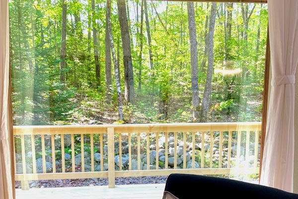 View from the living room of the woods