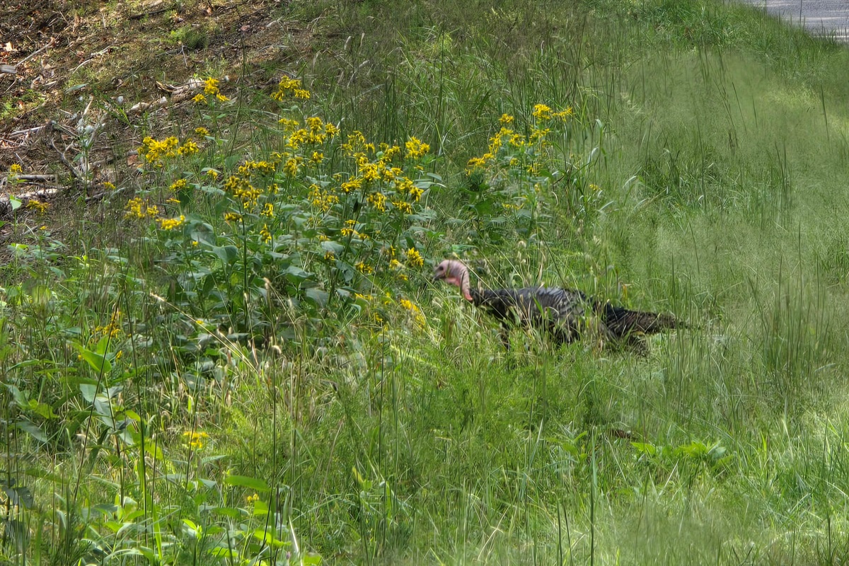 Turkey
