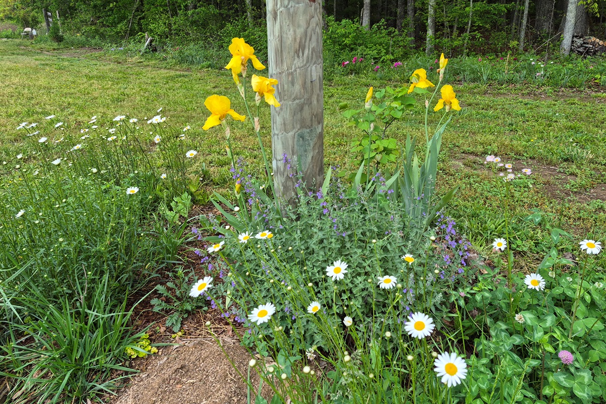 Beautiful Flowers right near where you  park