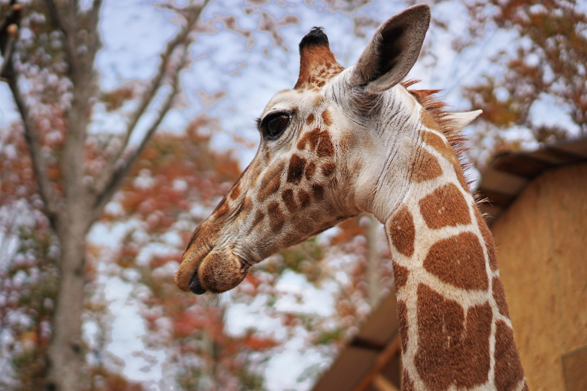 A close-up with our majestic giraffe! Experience the beauty and wonder of these gentle giants.