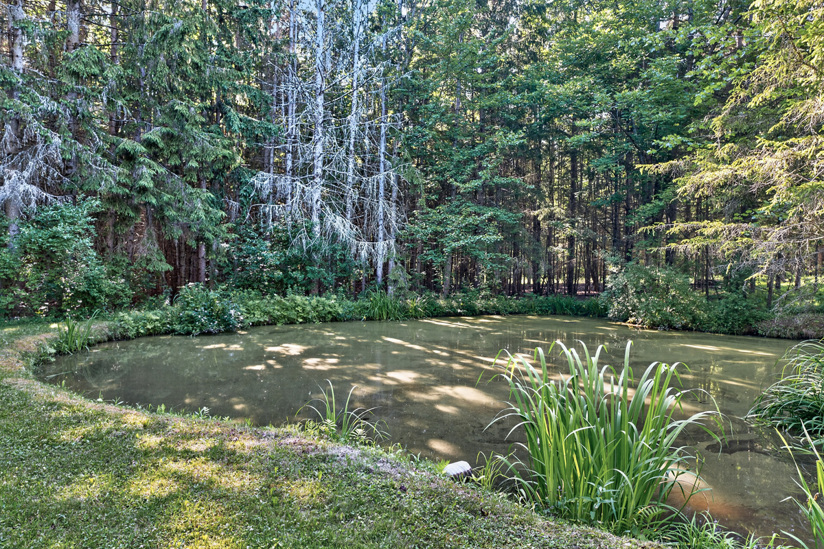 Water in the middle of the trees