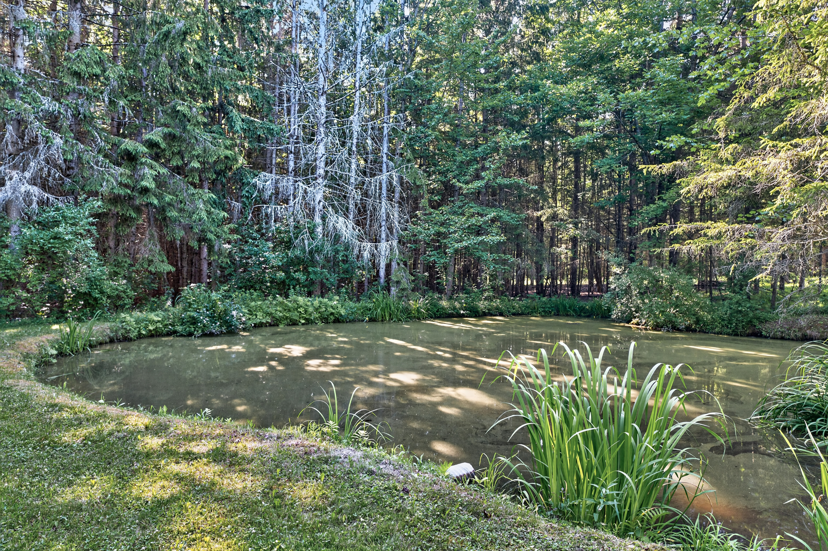Water in the middle of the trees