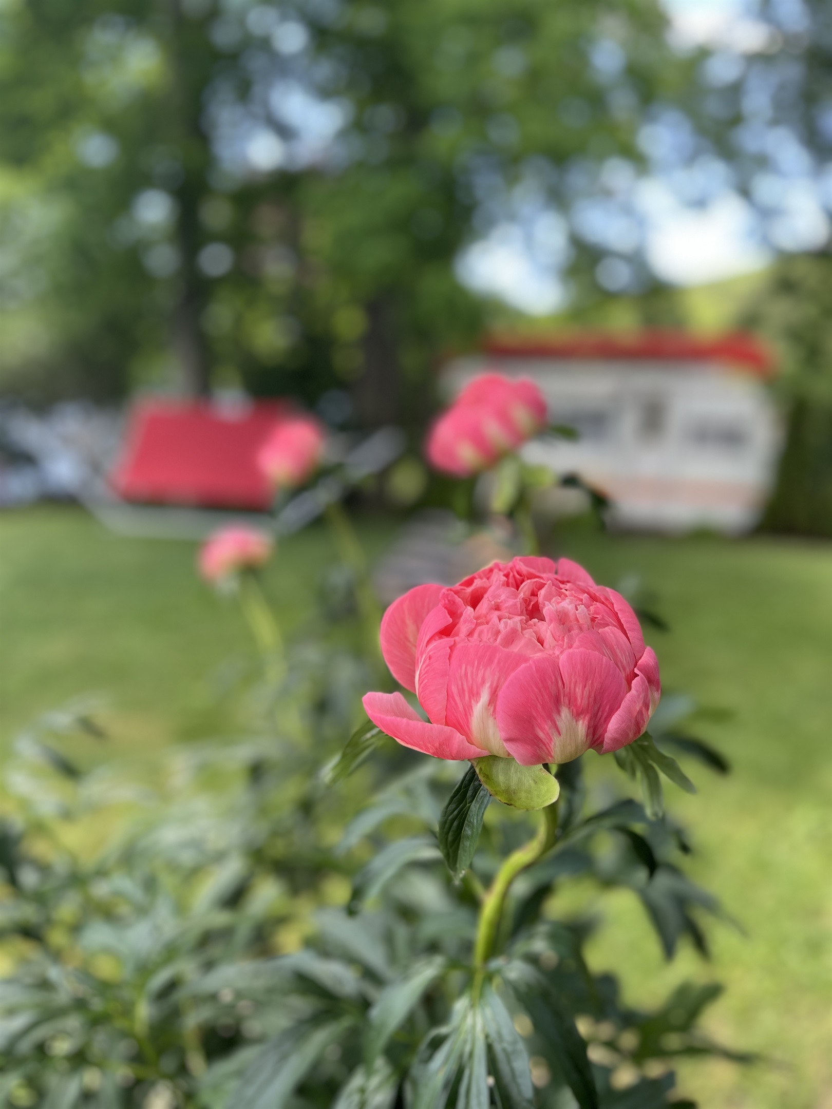 Beautful flowers and gardens all around
