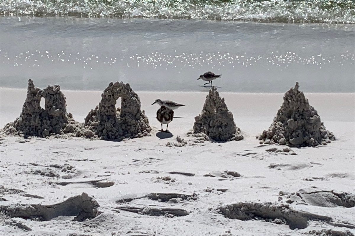 Make sandcastles on the beach.