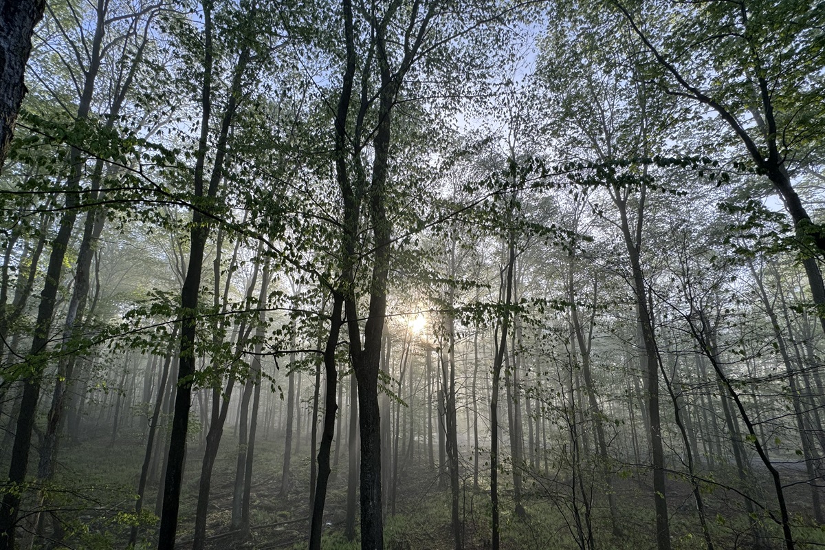 “Morning forest mist from the deck — yoga, coffee, or complete stillness.”