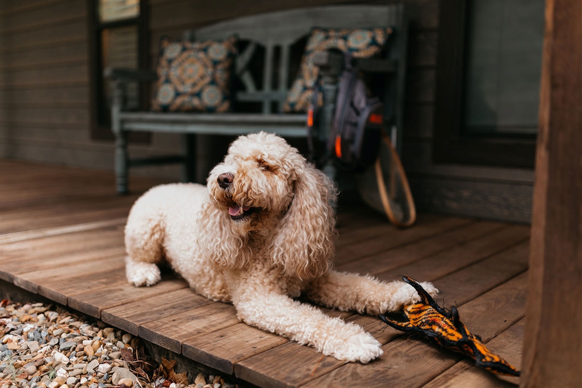Outdoor Relaxation: Enjoy the fresh air while your furry friend lounges on the charming porch!