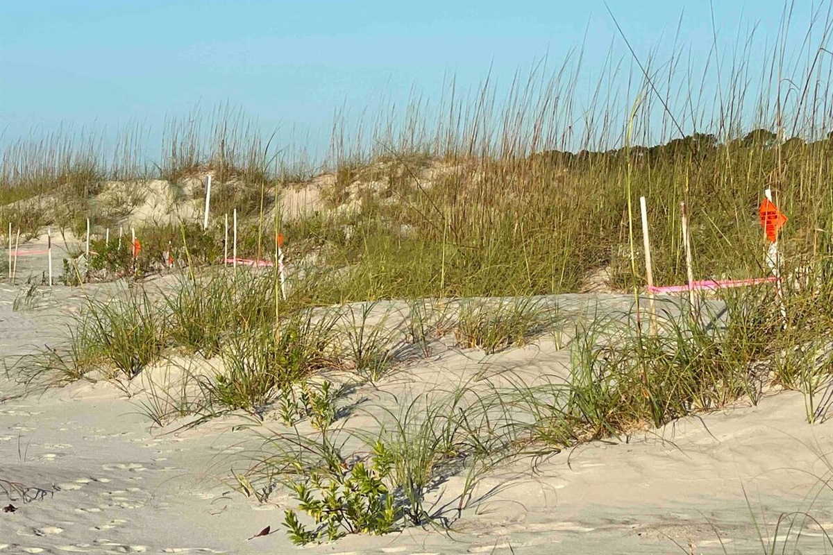 Sea turtles nest on our beautiful island. Turtle patrol marks and monitors the nests of these endanger animals. 