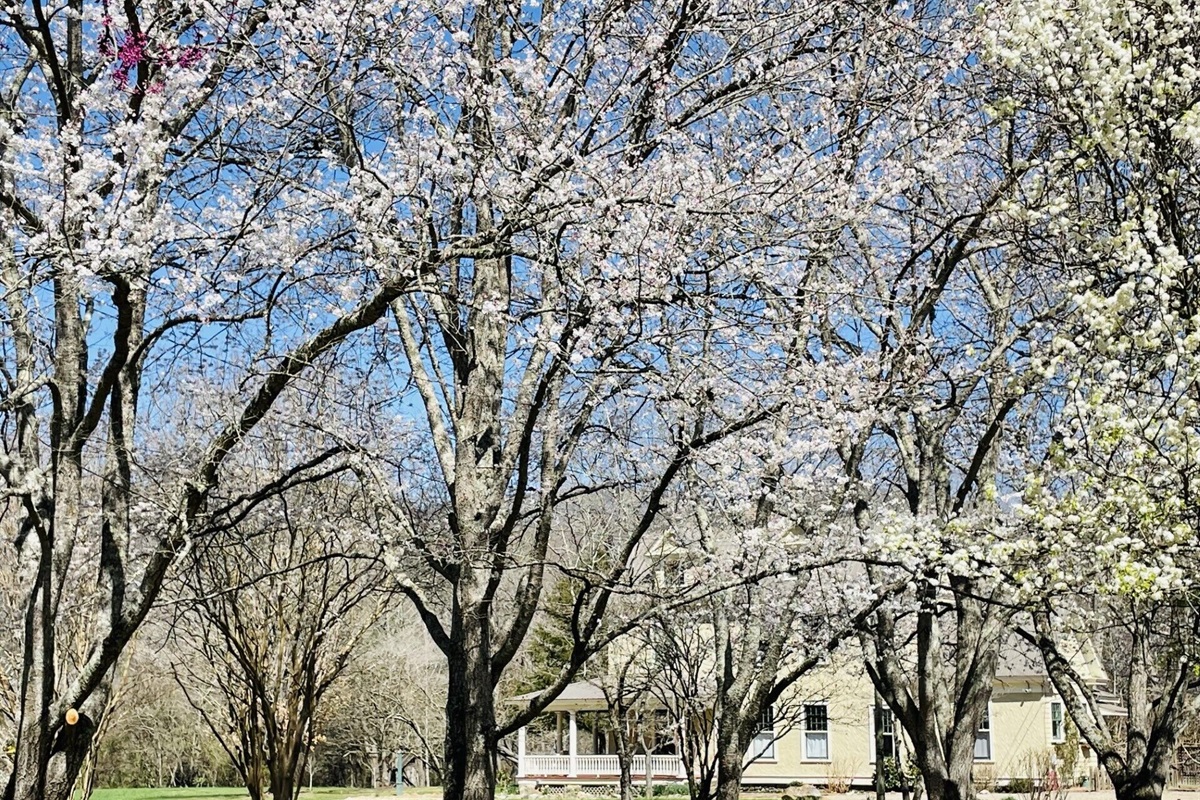 The property features an abundance of gorgeous plants, including these cherry