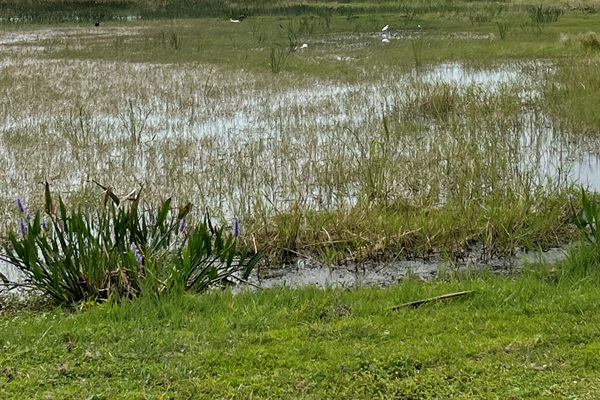 The views of East Lake Toho are breathtaking