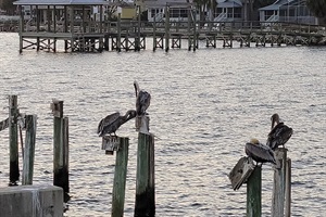 Pelicans!