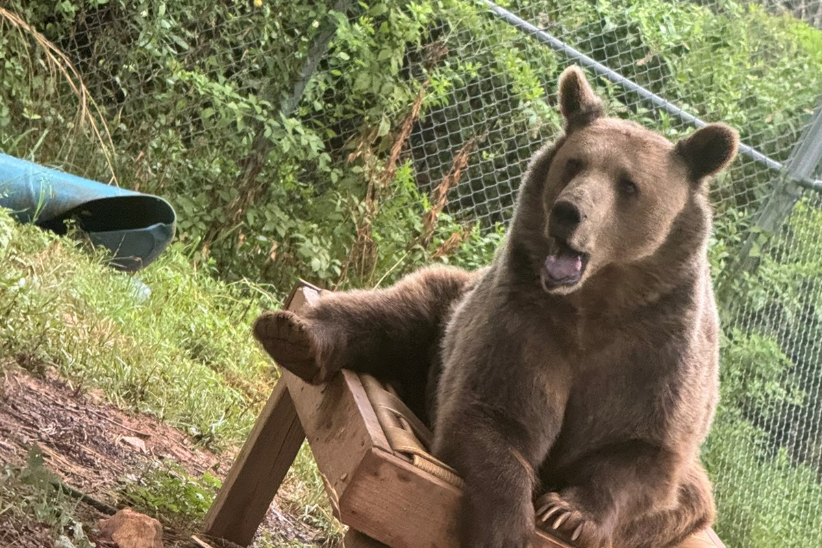 See magnificent creatures like this bear relaxing in its habitat!