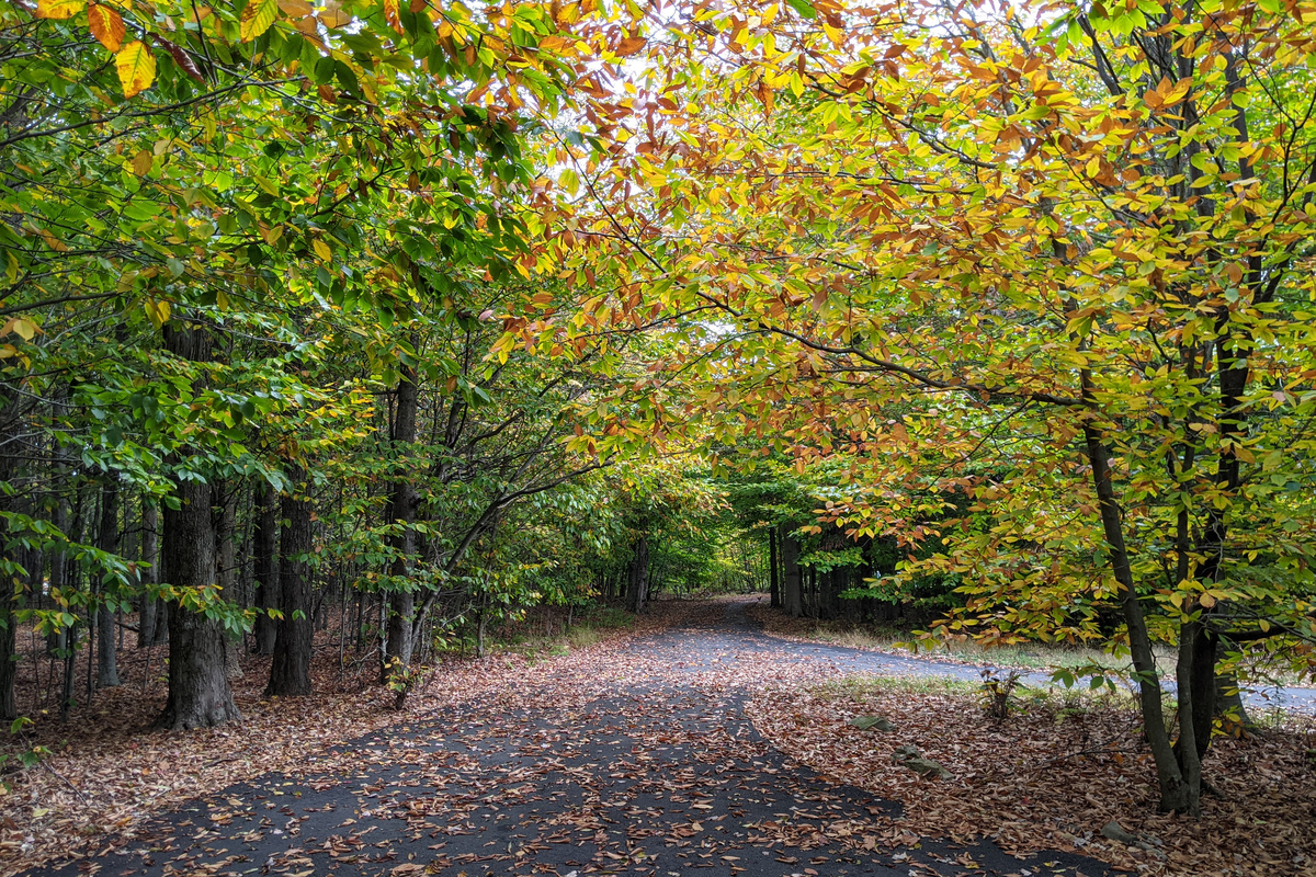 Private Driveway on a secluded 3 acre property