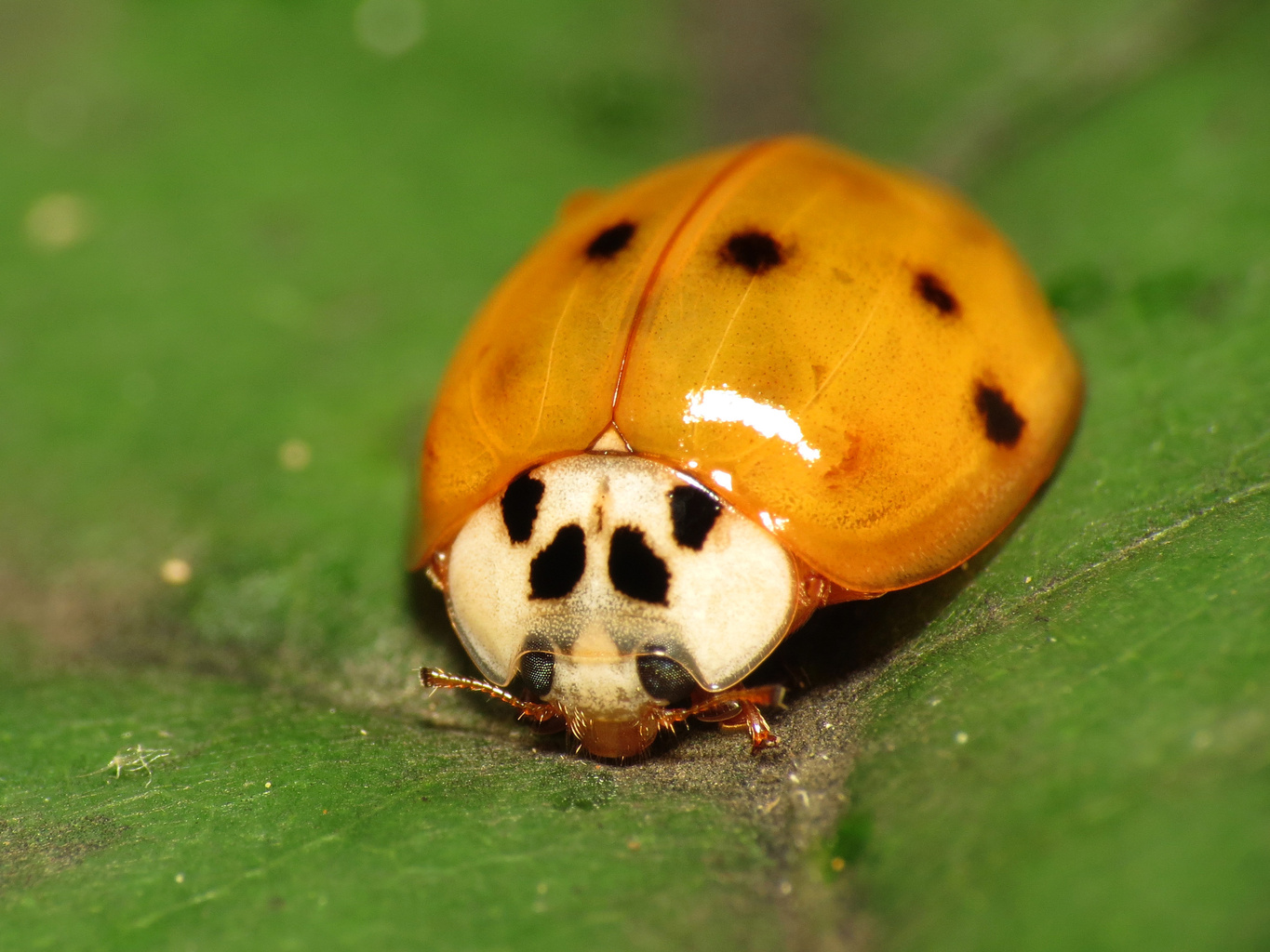 asian lady beetle