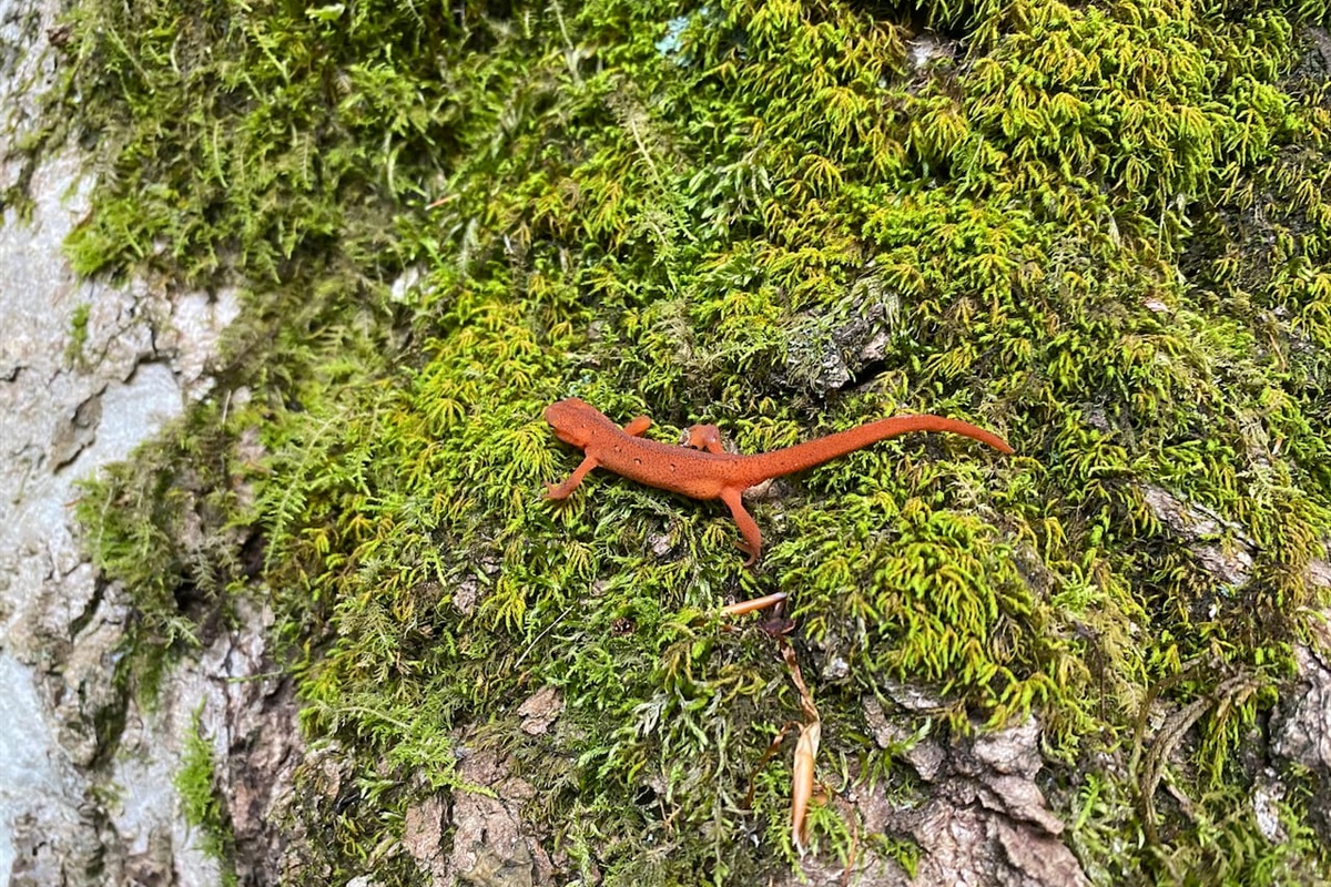 Interesting wildlife is common at the cabin