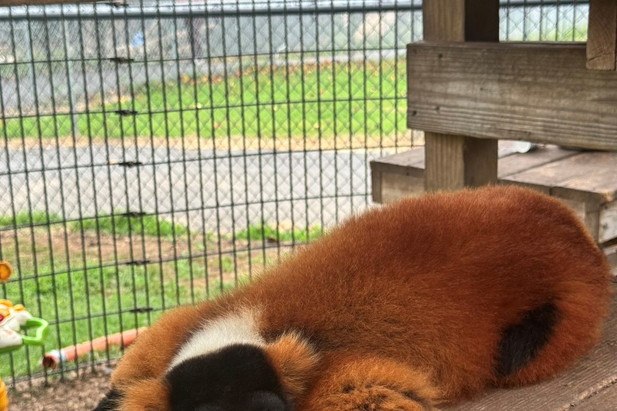 Catch a glimpse of our adorable red panda!