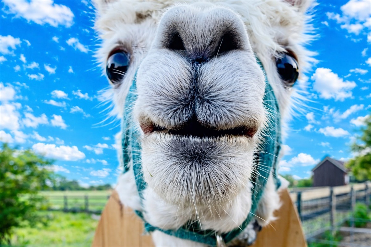 Meet your new neighbor, Fonzie the alpaca! He loves to be fed baby carrots