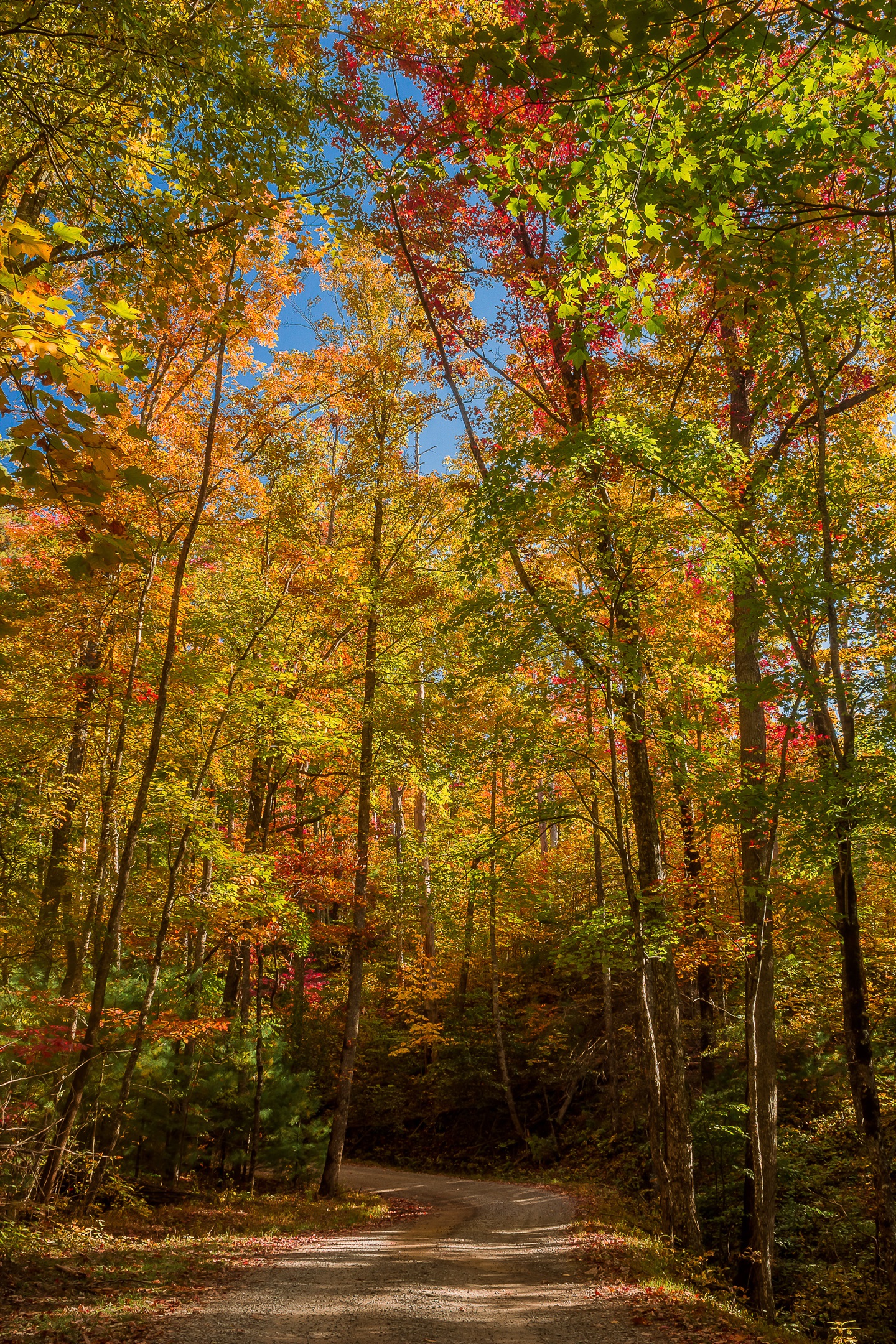 Experience the Season on this Wooded Retreat