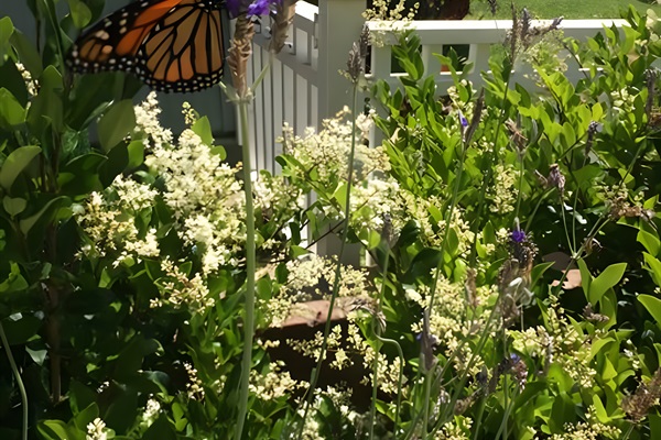 Ton of butterflies during butterfly season!