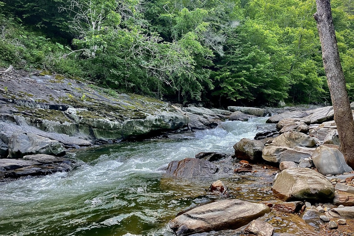 If you are looking for a good walk, we recommend the Laurel River Trail. Also a go-to for swimming and fishing. 