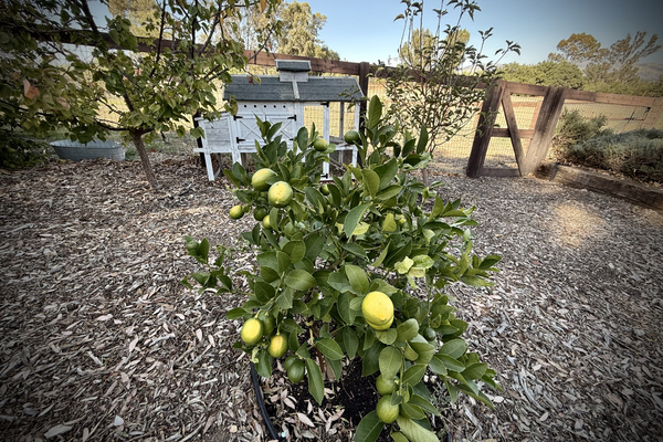 Don't forget to grab some fruit off the trees on your way out! 