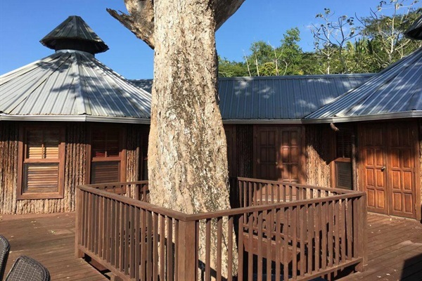 The Bullet Tree, that only grows in Belize