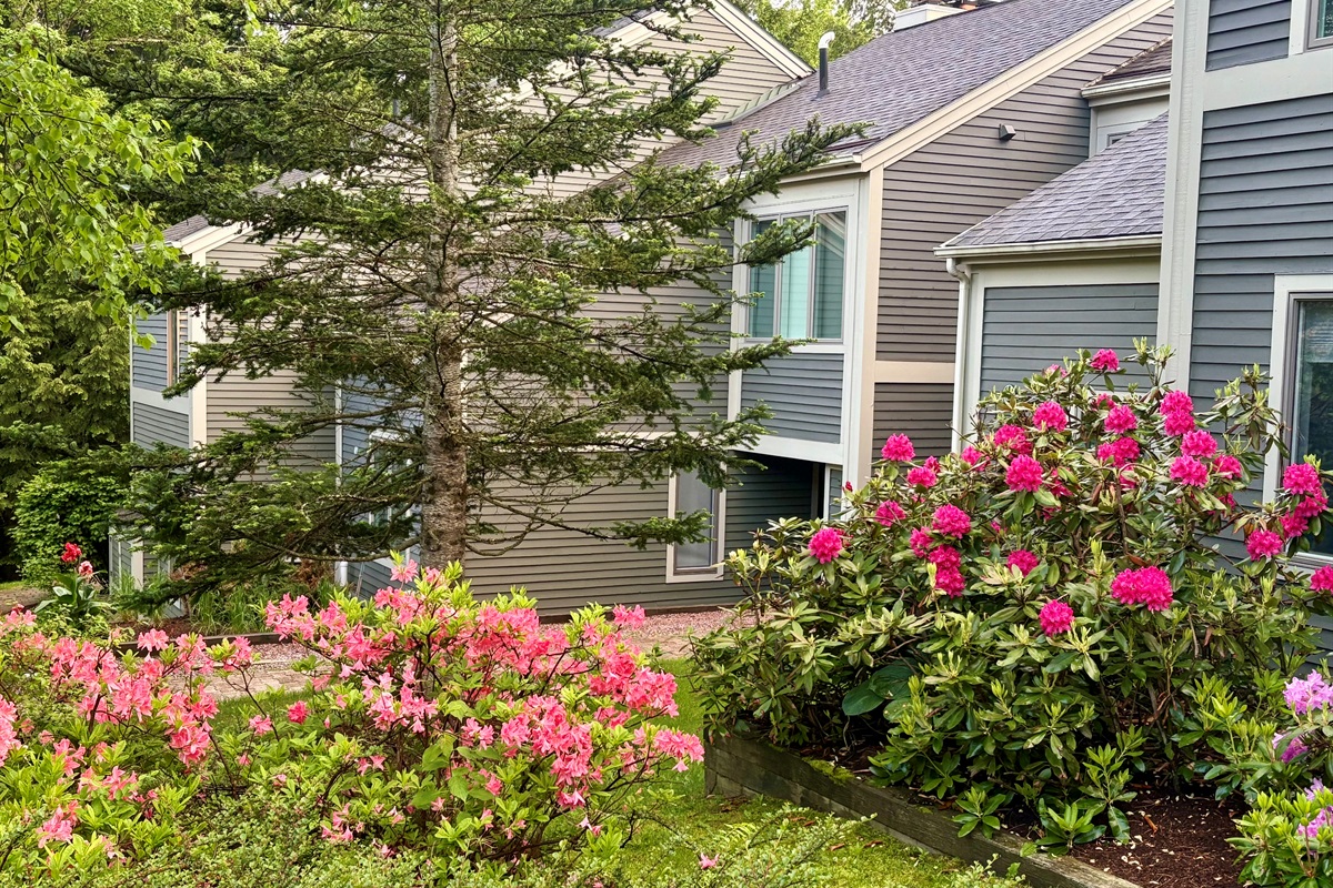 Beautiful blooms great you