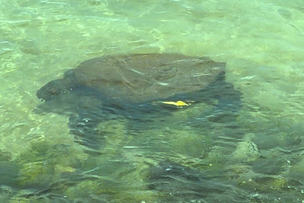Guest photo of turtle out front taken from our lanai.