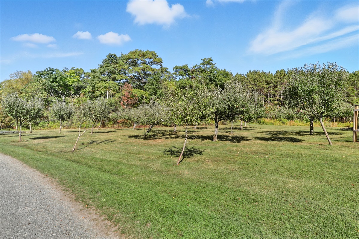 Long driveway lined with lush greenery.