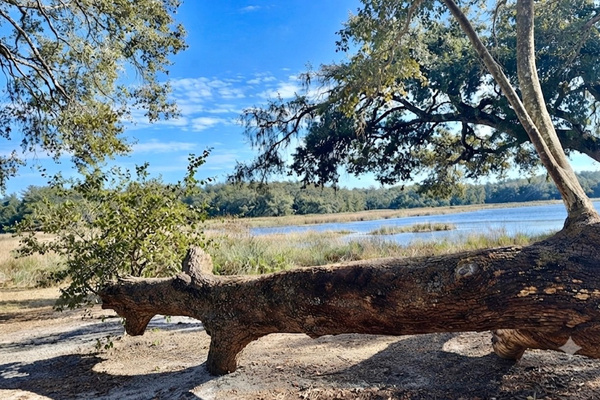 Fort Cooper State Park — just 1 mile away, with direct trail access from the property.
