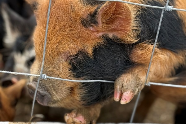 Lake Haven Resport is adding fun family activities!  You will find this cute little guy in the small petting zoo! 