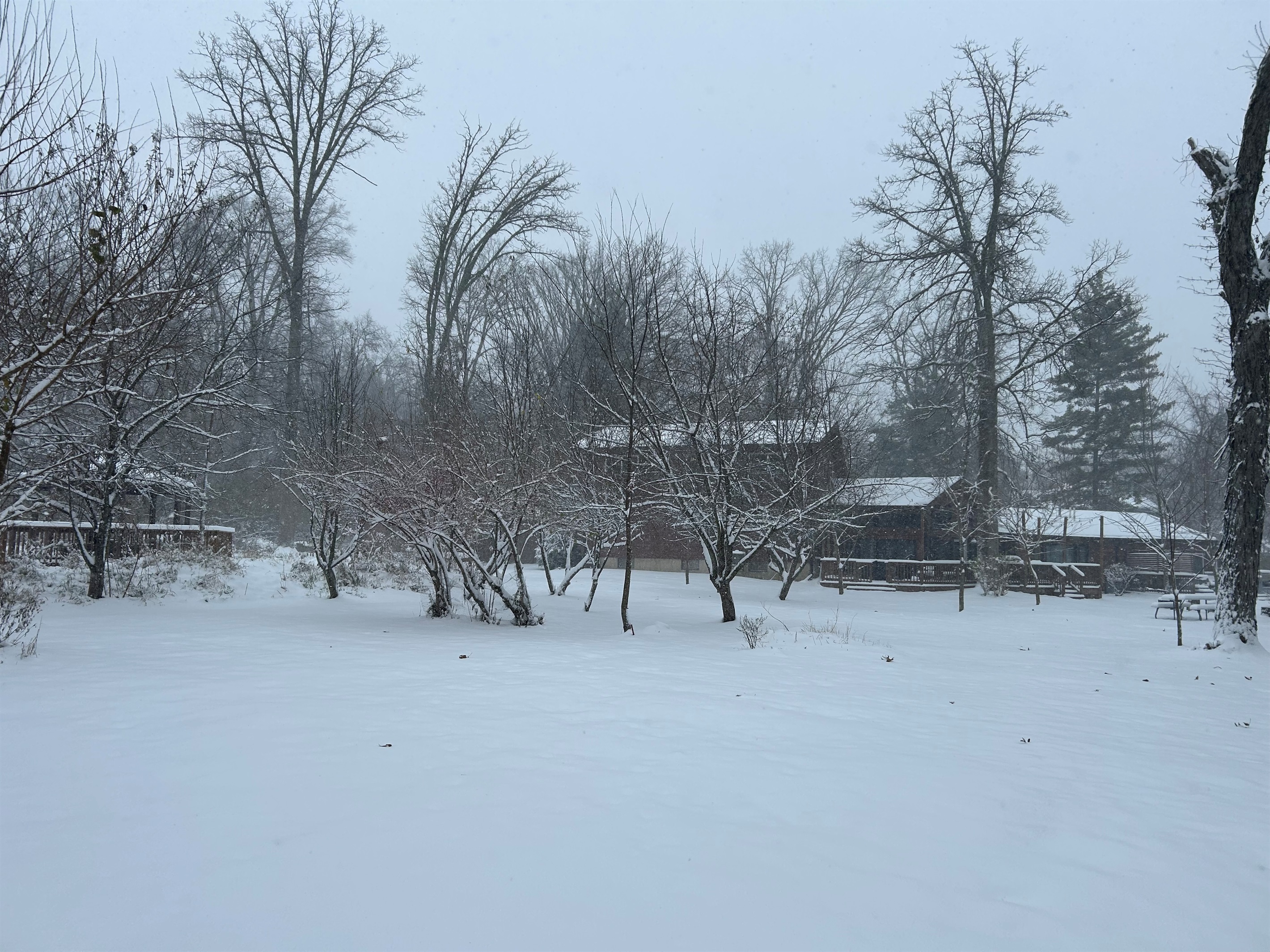 The bare trees love to be accented with snow.