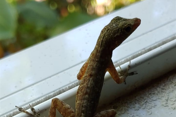 Jungle friend