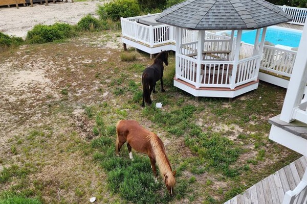 Wild horses in the back yard
