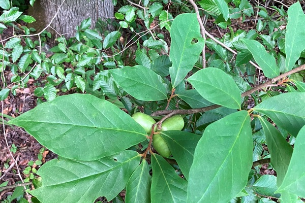 Wild pawpaws.