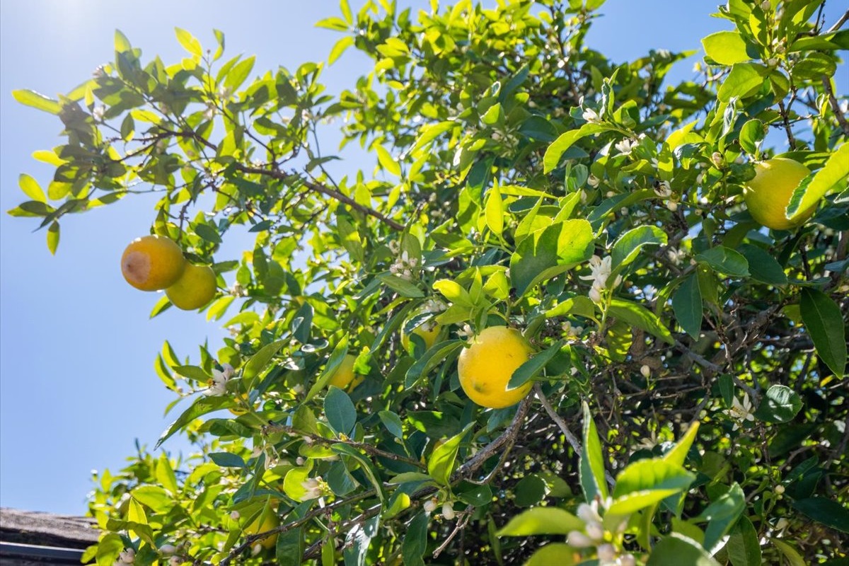 Orange and lemon trees!
