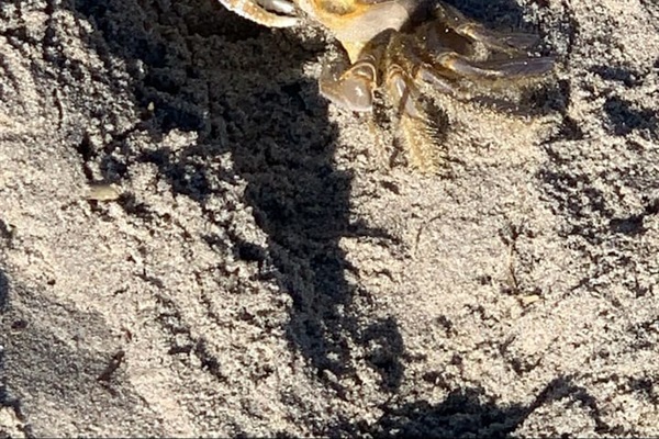 Great sand crab hunting at night with flashlights. 