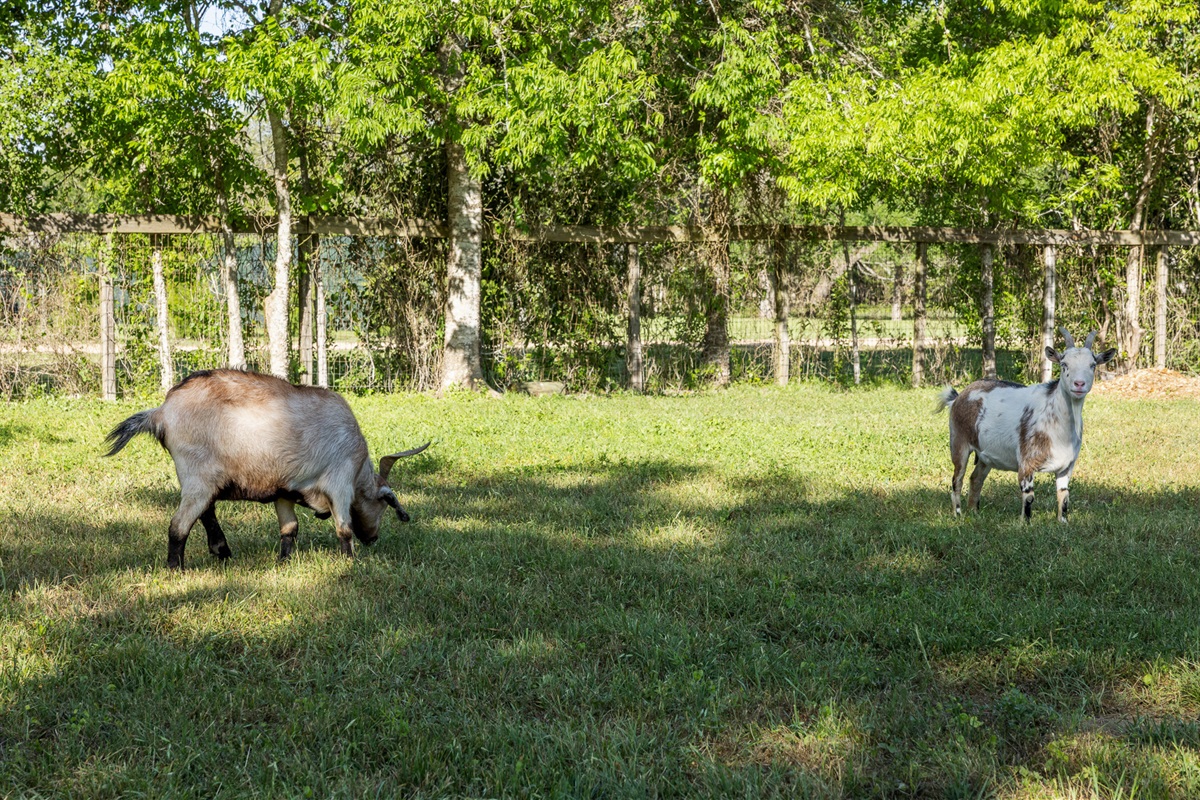 Hagar & Rehab in the pasture