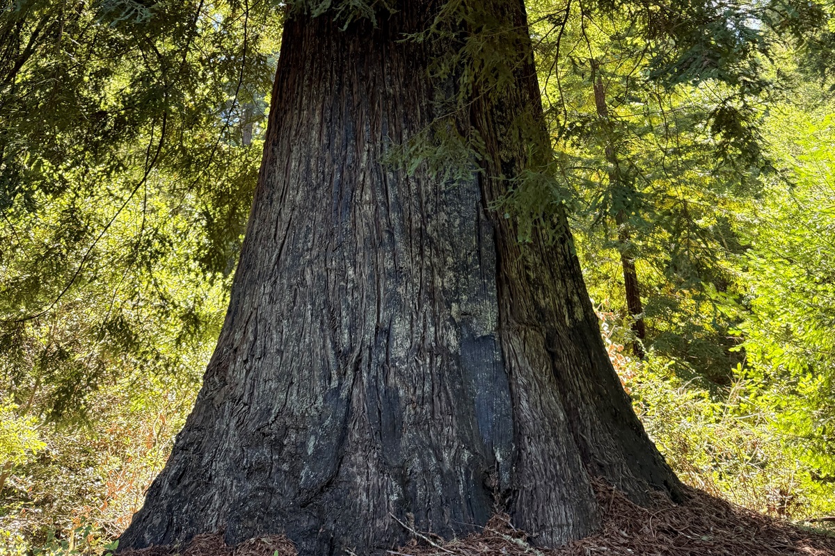 Large redwood tree close to Octagon house