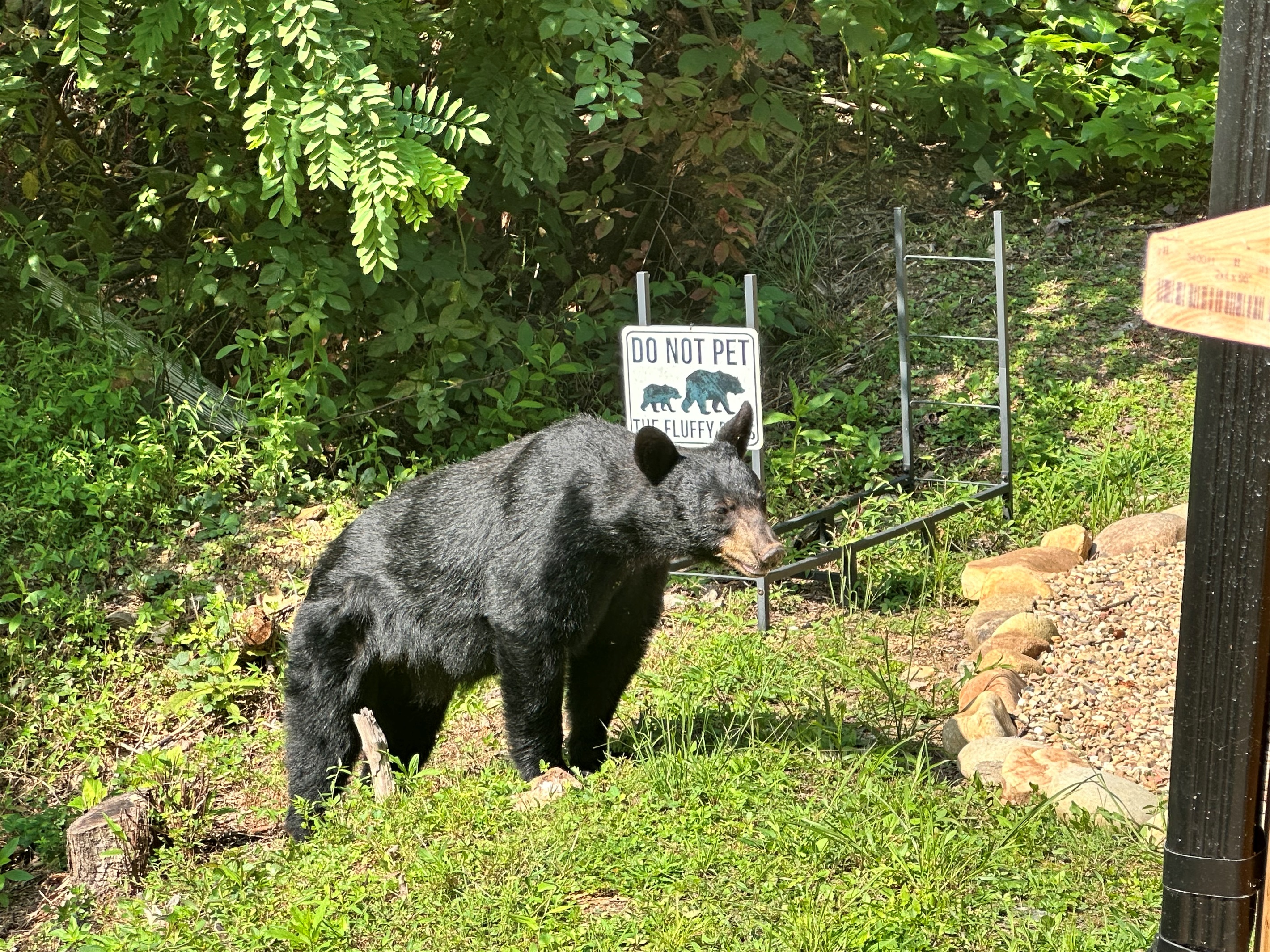 Mamma Bear