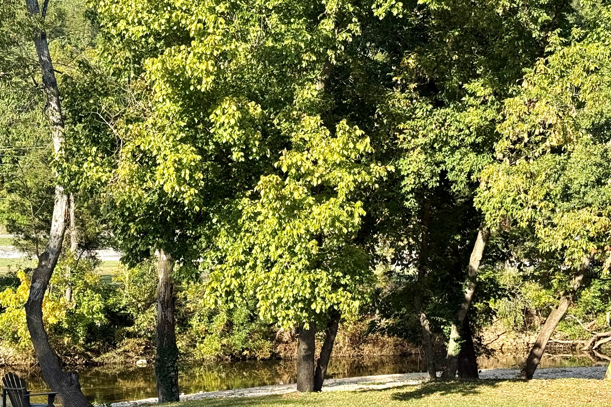 View of the creek from your porch.