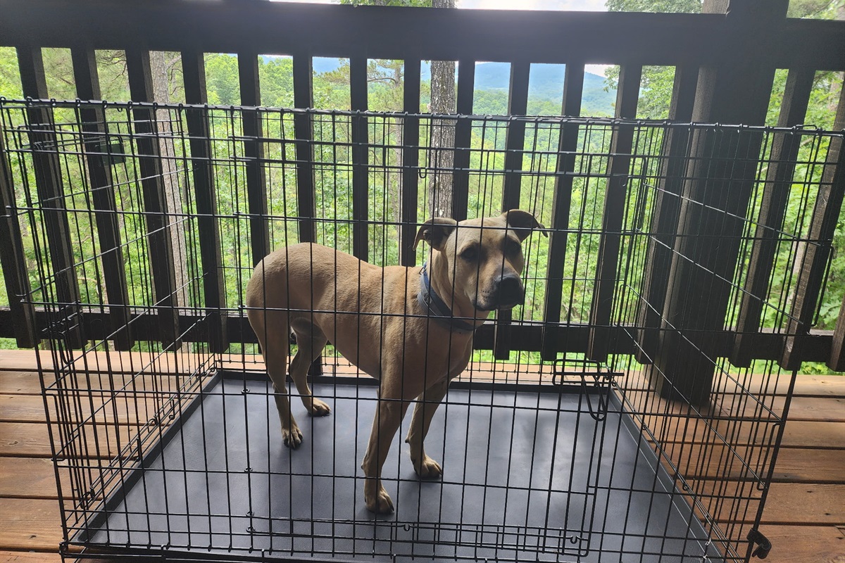 Crate for Dogs is provided.