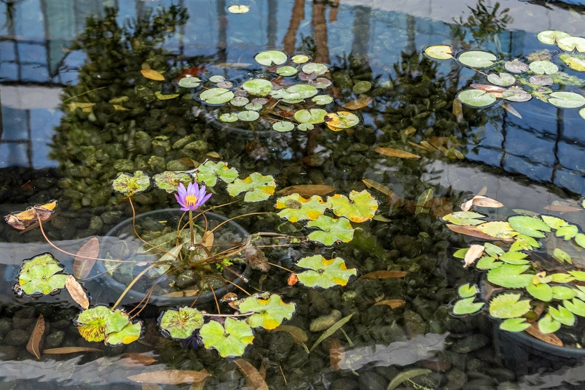 Experience tranquility by the lotus pond 