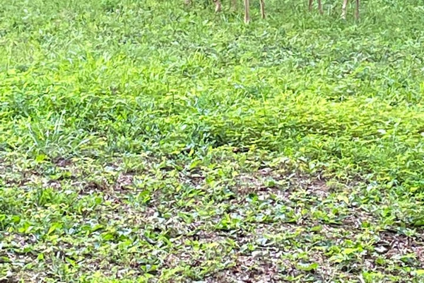 Deer often pass through the property 