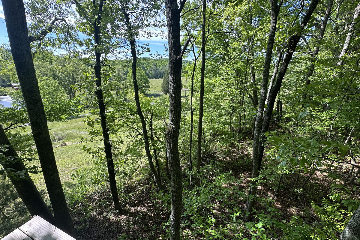 Experience the healing beauty of the forest