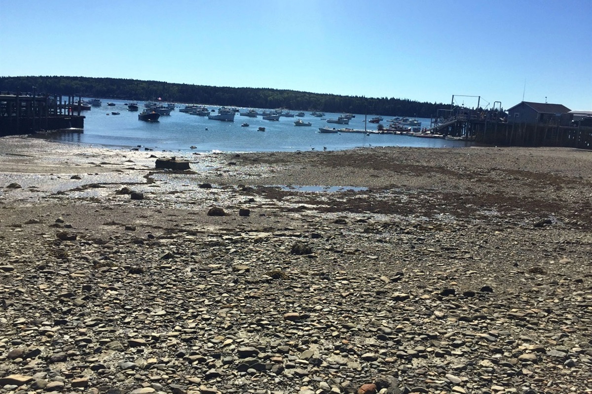 Owls Head harbor