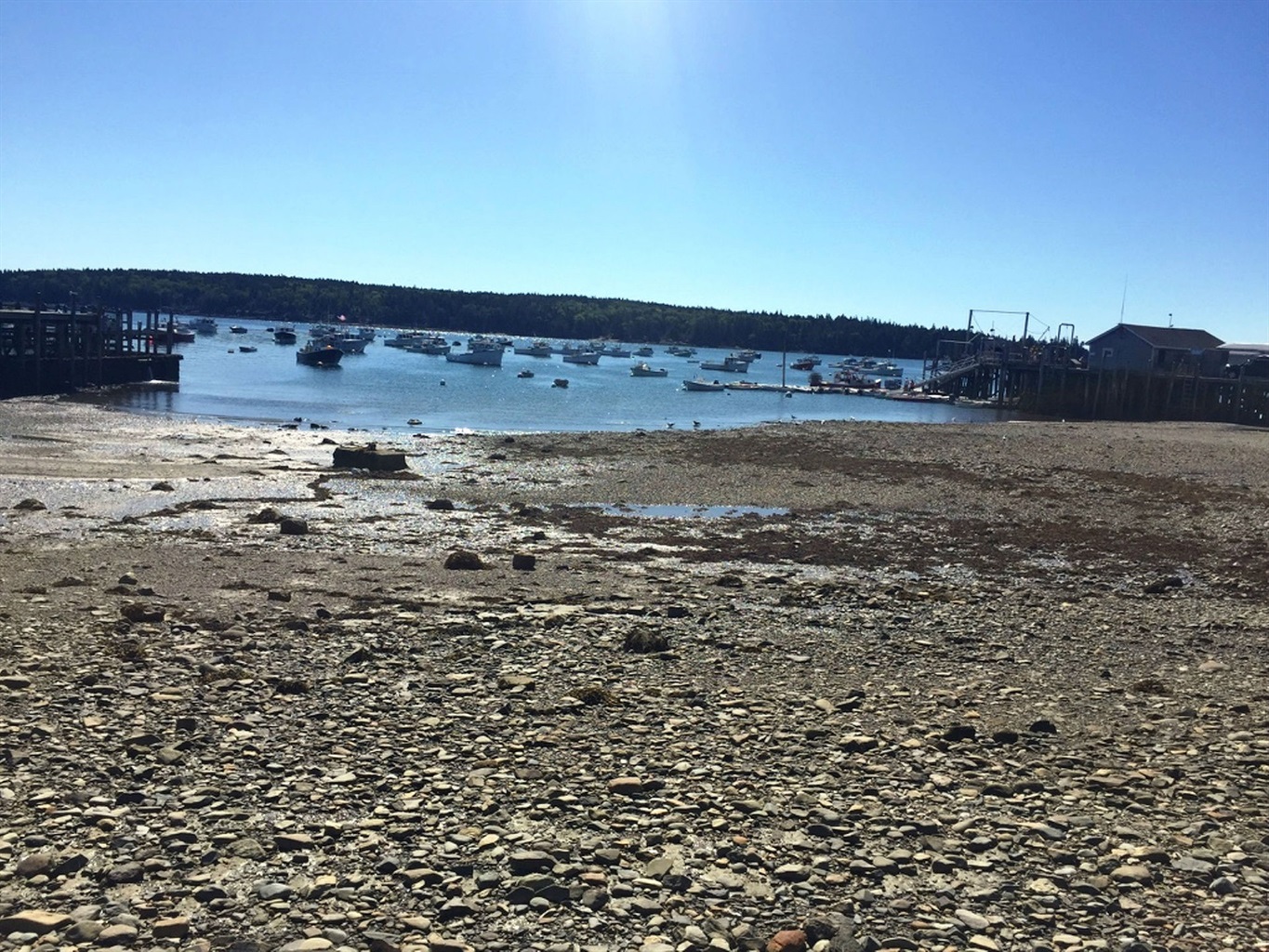 Owls Head harbor